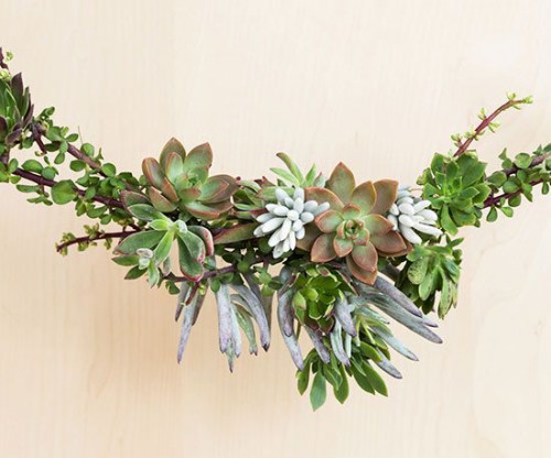 Day 8:  Succulents in Holiday Decor